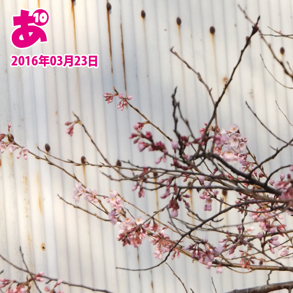 20160323桜