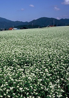 「ソバの花」　.JPG