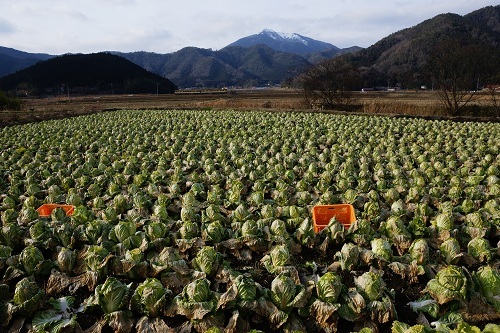 冬ざれの白菜畑.JPG