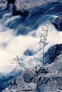 夏の花　田口　新三.JPG