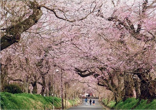 春のお散歩.jpg