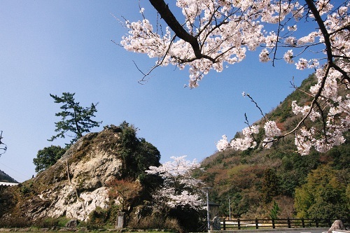 桜咲く頃.JPG