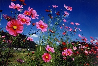 秋桜の山里.jpg