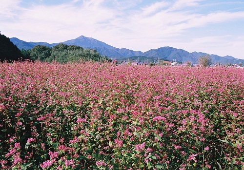 赤そばの花と十種ヶ峰.JPG