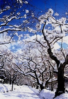 雪の参道.jpg