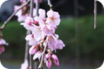 徳佐八幡宮