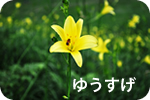 ゆうすげ・ツツジ