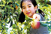 ふじい林檎園
