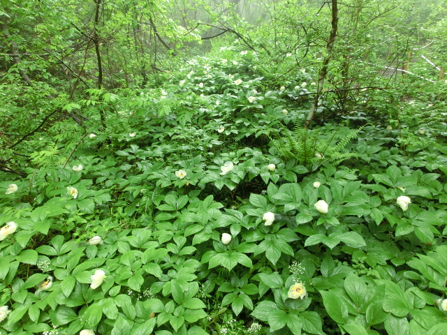 十種ヶ峰 ヤマシャクヤク登山 自粛のお願い あとう観光情報